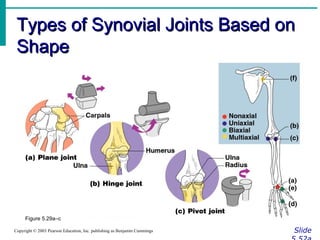 Types of Synovial Joints Based on
Shape

Figure 5.29a–c
Copyright © 2003 Pearson Education, Inc. publishing as Benjamin Cummings

Slide

 