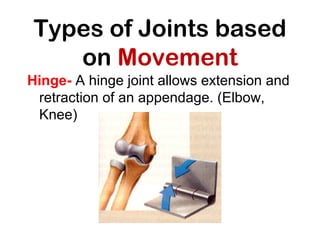 Types of Joints based
on Movement
Hinge- A hinge joint allows extension and
retraction of an appendage. (Elbow,
Knee)

 