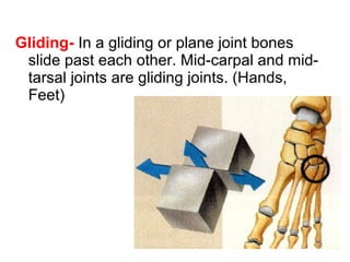 Gliding- In a gliding or plane joint bones
slide past each other. Mid-carpal and midtarsal joints are gliding joints. (Hands,
Feet)

 