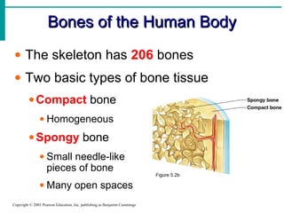 Bones of the Human Body
• The skeleton has 206 bones
• Two basic types of bone tissue
• Compact bone
• Homogeneous

• Spongy bone
• Small needle-like
pieces of bone
• Many open spaces
Copyright © 2003 Pearson Education, Inc. publishing as Benjamin Cummings

Figure 5.2b

 
