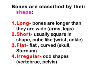 Bones are classified by their
shape:
1.Long- bones are longer than
they are wide (arms, legs)
2.Short- usually square in
shape, cube like (wrist, ankle)
3.Flat- flat , curved (skull,
Sternum)
4.Irregular- odd shapes
(vertebrae, pelvis)

 