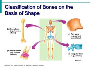 Classification of Bones on the
Basis of Shape

Figure 5.1
Copyright © 2003 Pearson Education, Inc. publishing as Benjamin Cummings

 