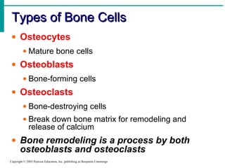 Types of Bone Cells
• Osteocytes
• Mature bone cells

• Osteoblasts
• Bone-forming cells

• Osteoclasts
• Bone-destroying cells
• Break down bone matrix for remodeling and
release of calcium

• Bone remodeling is a process by both
osteoblasts and osteoclasts
Copyright © 2003 Pearson Education, Inc. publishing as Benjamin Cummings

 