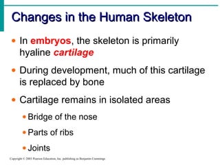 Changes in the Human Skeleton
• In embryos, the skeleton is primarily
hyaline cartilage
• During development, much of this cartilage
is replaced by bone
• Cartilage remains in isolated areas
• Bridge of the nose
• Parts of ribs
• Joints
Copyright © 2003 Pearson Education, Inc. publishing as Benjamin Cummings

 