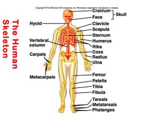 The Human
Skeleton

 