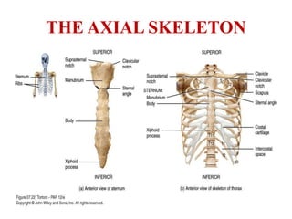 Skeletal system | PPTX
