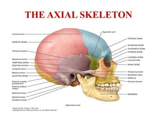 Skull Skeleton Labeled