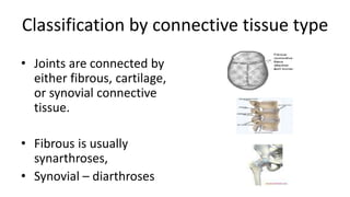 Classification by connective tissue type
• Joints are connected by
either fibrous, cartilage,
or synovial connective
tissu...