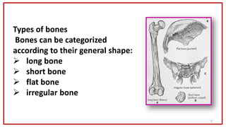 5
Types of bones
Bones can be categorized
according to their general shape:
 long bone
 short bone
 flat bone
 irregul...