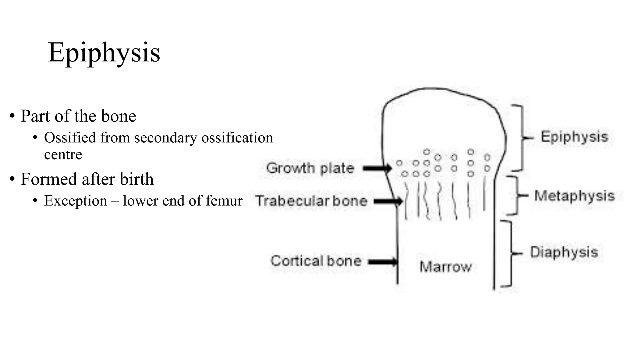 skeletal system21-22.pptx