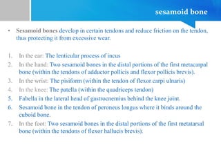 sesamoid bone
• Sesamoid bones develop in certain tendons and reduce friction on the tendon,
thus protecting it from excessive wear.
1. In the ear: The lenticular process of incus
2. In the hand: Two sesamoid bones in the distal portions of the first metacarpal
bone (within the tendons of adductor pollicis and flexor pollicis brevis).
3. In the wrist: The pisiform (within the tendon of flexor carpi ulnaris)
4. In the knee: The patella (within the quadriceps tendon)
5. Fabella in the lateral head of gastrocnemius behind the knee joint.
6. Sesamoid bone in the tendon of peroneus longus where it binds around the
cuboid bone.
7. In the foot: Two sesamoid bones in the distal portions of the first metatarsal
bone (within the tendons of flexor hallucis brevis).
 