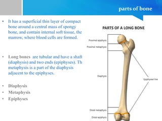parts of bone
• It has a superficial thin layer of compact
bone around a central mass of spongy
bone, and contain internal soft tissue, the
marrow, where blood cells are formed.
• Long bones are tubular and have a shaft
(diaphysis) and two ends (epiphyses). The
metaphysis is a part of the diaphysis
adjacent to the epiphyses.
• Diaphysis
• Metaphysis
• Epiphyses
 