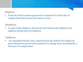 Diaphysis
• Forms the shaft (central region) and is composed of a thick tube of
compact bone that encloses the marrow cavity.
Metaphysis
• Is a part of the diaphysis, the growth zone between the diaphysis and
epiphysis during bone development.
Epiphyses
• Are expanded articular ends, separated from the shaft by the epiphyseal
plate during bone growth and composed of a spongy bone surrounded by a
thin layer of compact bone.
 