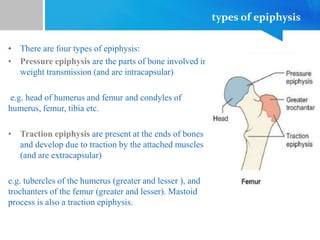 types of epiphysis
• There are four types of epiphysis:
• Pressure epiphysis are the parts of bone involved in
weight transmission (and are intracapsular)
e.g. head of humerus and femur and condyles of
humerus, femur, tibia etc.
• Traction epiphysis are present at the ends of bones
and develop due to traction by the attached muscles
(and are extracapsular)
e.g. tubercles of the humerus (greater and lesser ), and
trochanters of the femur (greater and lesser). Mastoid
process is also a traction epiphysis.
 