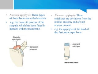 • Atavistic epiphysis: These types
of fused bones are called atavistic
• e.g. the coracoid process of the
scapula, which has been fused in
humans with the main bone.
• Aberrant epiphysis: These
epiphyses are deviations from the
normal anatomy and are not
always present.
• e.g. the epiphysis at the head of
the first metacarpal bone.
 