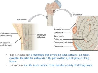 • The periosteum is a membrane that covers the outer surface of all bones,
except at the articular surfaces (i.e. the parts within a joint space) of long
bones.
• Endosteum lines the inner surface of the medullary cavity of all long bones.
 