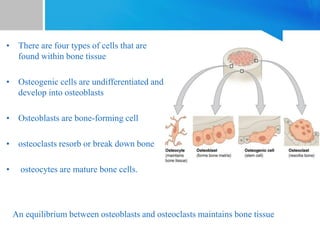 • There are four types of cells that are
found within bone tissue
• Osteogenic cells are undifferentiated and
develop into osteoblasts
• Osteoblasts are bone-forming cell
• osteoclasts resorb or break down bone
• osteocytes are mature bone cells.
An equilibrium between osteoblasts and osteoclasts maintains bone tissue
 