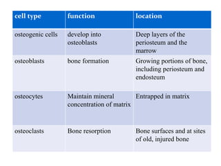 cell type function location
osteogenic cells develop into
osteoblasts
Deep layers of the
periosteum and the
marrow
osteoblasts bone formation Growing portions of bone,
including periosteum and
endosteum
osteocytes Maintain mineral
concentration of matrix
Entrapped in matrix
osteoclasts Bone resorption Bone surfaces and at sites
of old, injured bone
 