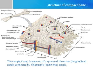 structure of compact bone :
The compact bone is made up of a system of Haversian (longitudinal)
canals connected by Volkmann's (transverse) canals.
 