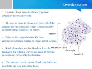 haversian system
• Compact bone consists of closely packed
osteons or haversian systems.
• The osteon consists of a central canal called the
osteonic (haversian) canal, which is surrounded by
concentric rings (lamellae) of matrix.
• Between the rings of matrix, the bone
cells (osteocytes) are located in spaces called lacunae.
• Small channels (canaliculi) radiate from the
lacunae to the osteonic (haversian) canal to provide
passageways through the hard matrix.
• The osteonic canals contain blood vessels that are
parallel to the long axis of the bone.
 