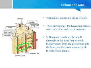 volkmann’s canal
• Volkmann's canals are inside osteons.
• They interconnect the haversian canals
with each other and the periosteum.
• Volkmann's canals are the small
channels in the bone that transmit
blood vessels from the periosteum into
the bone and that communicate with
the haversian canals.
 