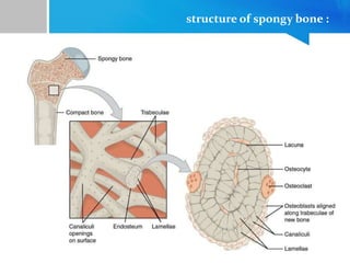 structure of spongy bone :
 