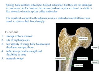 Spongy bone contains osteocytes housed in lacunae, but they are not arranged
in concentric circles. Instead, the lacunae and osteocytes are found in a lattice-
like network of matrix spikes called trabeculae
The canaliculi connect to the adjacent cavities, instead of a central haversian
canal, to receive their blood supply.
• Functions:
1. storage of bone marrow
2. site of erythropoiesis
3. low density of songy bone balances out
the denser compact bone
4. trabeculae provides strength and
flexibility to bone
5. mineral storage
 