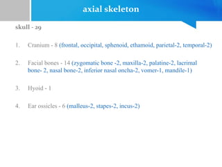 axial skeleton
skull - 29
1. Cranium - 8 (frontal, occipital, sphenoid, ethamoid, parietal-2, temporal-2)
2. Facial bones - 14 (zygomatic bone -2, maxilla-2, palatine-2, lacrimal
bone- 2, nasal bone-2, inferior nasal oncha-2, vomer-1, mandile-1)
3. Hyoid - 1
4. Ear ossicles - 6 (malleus-2, stapes-2, incus-2)
 