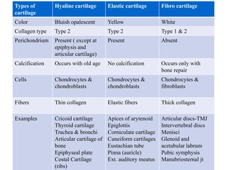 Types of
cartilage
Hyaline cartilage Elastic cartilage Fibro cartilage
Color Bluish opalescent Yellow White
Collagen type Type 2 Type 2 Type 1 & 2
Perichondrium Present ( except at
epiphysis and
articular cartilage)
Present Absent
Calcification Occurs with old age No calcification Occurs only with
bone repair
Cells Chondrocytes &
chondroblasts
Chondrocytes &
chondroblasts
Chondrocytes &
fibroblasts
Fibers Thin collagen Elastic fibers Thick collagen
Examples Cricoid cartilage
Thyroid cartilage
Trachea & bronchi
Articular cartilage of
bone
Epiphyseal plate
Costal Cartilage
(ribs)
Apices of arytenoid
Epiglottis
Corniculate cartilage
Cuneiform cartilages
Eustachian tube
Pinna (auricle)
Ext. auditory meatus
Articular discs-TMJ
Intervertebral discs
Menisci
Glenoid and
acetabular labrum
Pubic symphysis
Manubriosternal jt
 