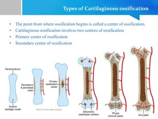 Types of Cartilaginous ossification
• The point from where ossification begins is called a center of ossification.
• Cartilaginous ossification involves two centres of ossification.
• Primary center of ossification
• Secondary center of ossification
 