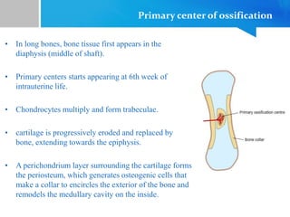 Primary center of ossification
• In long bones, bone tissue first appears in the
diaphysis (middle of shaft).
• Primary centers starts appearing at 6th week of
intrauterine life.
• Chondrocytes multiply and form trabeculae.
• cartilage is progressively eroded and replaced by
bone, extending towards the epiphysis.
• A perichondrium layer surrounding the cartilage forms
the periosteum, which generates osteogenic cells that
make a collar to encircles the exterior of the bone and
remodels the medullary cavity on the inside.
 