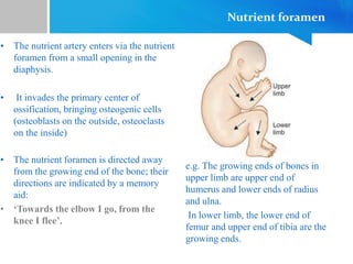 Nutrient foramen
• The nutrient artery enters via the nutrient
foramen from a small opening in the
diaphysis.
• It invades the primary center of
ossification, bringing osteogenic cells
(osteoblasts on the outside, osteoclasts
on the inside)
e.g. The growing ends of bones in
upper limb are upper end of
humerus and lower ends of radius
and ulna.
In lower limb, the lower end of
femur and upper end of tibia are the
growing ends.
• The nutrient foramen is directed away
from the growing end of the bone; their
directions are indicated by a memory
aid:
• ‘Towards the elbow I go, from the
knee I flee’.
 