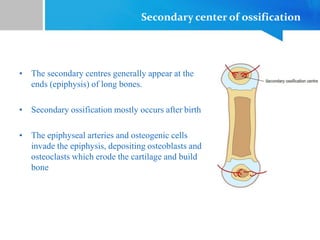 Secondary center of ossification
• The secondary centres generally appear at the
ends (epiphysis) of long bones.
• Secondary ossification mostly occurs after birth
• The epiphyseal arteries and osteogenic cells
invade the epiphysis, depositing osteoblasts and
osteoclasts which erode the cartilage and build
bone
 