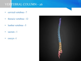 VERTEBRAL COLUMN - 26
• cervical vertebrae - 7
• thoracic vertebrae - 12
• lumbar vertebrae - 5
• sacrum - 1
• coccyx -1
 