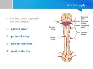 blood supply
• The long bone is supplied by
four set of arteries
1. nutrient artery
2. periosteal artery
3. metaphyseal artery
4. epiphyseal artery
 