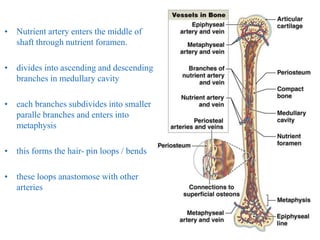 • Nutrient artery enters the middle of
shaft through nutrient foramen.
• divides into ascending and descending
branches in medullary cavity
• each branches subdivides into smaller
paralle branches and enters into
metaphysis
• this forms the hair- pin loops / bends
• these loops anastomose with other
arteries
 