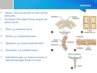 sutures
• Sutures: These are peculiar to skull, and are
immovable.
• According to the shape of bony margins, the
sutures can be:
1. Plane, e.g. internasal suture
2. Serrate, e.g. interparietal suture
3. Squamous, e.g. temporo-parietal suture
4. Denticulate, e.g. lambdoid suture
5. Schindylesis type, e.g. between rostrum of
sphenoid and upper border of vomer
 