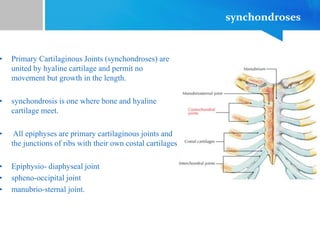 synchondroses
• Primary Cartilaginous Joints (synchondroses) are
united by hyaline cartilage and permit no
movement but growth in the length.
• synchondrosis is one where bone and hyaline
cartilage meet.
• All epiphyses are primary cartilaginous joints and
the junctions of ribs with their own costal cartilages
• Epiphysio- diaphyseal joint
• spheno-occipital joint
• manubrio-sternal joint.
 