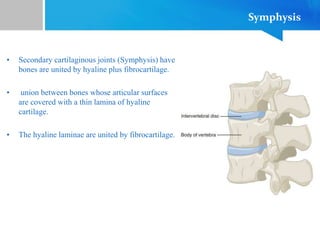 Symphysis
• Secondary cartilaginous joints (Symphysis) have
bones are united by hyaline plus fibrocartilage.
• union between bones whose articular surfaces
are covered with a thin lamina of hyaline
cartilage.
• The hyaline laminae are united by fibrocartilage.
 