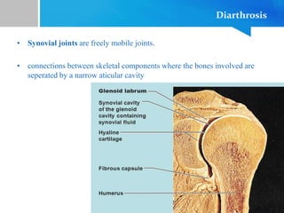 Diarthrosis
• Synovial joints are freely mobile joints.
• connections between skeletal components where the bones involved are
seperated by a narrow aticular cavity
 
