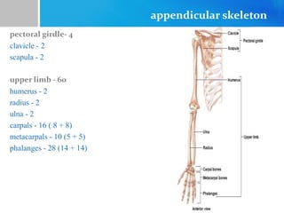 appendicular skeleton
pectoral girdle- 4
clavicle - 2
scapula - 2
upper limb - 60
humerus - 2
radius - 2
ulna - 2
carpals - 16 ( 8 + 8)
metacarpals - 10 (5 + 5)
phalanges - 28 (14 + 14)
 