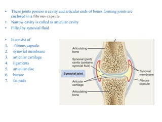 • These joints possess a cavity and articular ends of bones forming joints are
enclosed in a fibrous capsule.
• Narrow cavity is called as articular cavity
• Filled by synovial fluid
• It consist of
1. fibrous capsule
2. synovial membrane
3. articular cartilage
4. ligaments
5. articular disc
6. bursae
7. fat pads
 