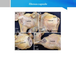 fibrous capsule
 