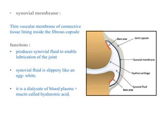 • synovial membrane :
Thin vascular membrane of connective
tissue lining inside the fibrous capsule
functions :
• produces synovial fluid to enable
lubrication of the joint
• synovial fluid is slippery like an
egg- white.
• it is a dialysate of blood plasma +
mucin called hyaluronic acid.
 
