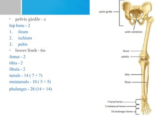 • pelvic girdle - 2
hip bone - 2
1. ileum
2. ischium
3. pubis
• lower limb - 60
femur - 2
tibia - 2
fibula - 2
tarsals - 14 ( 7 + 7)
metatarsals - 10 ( 5 + 5)
phalanges - 28 (14 + 14)
 