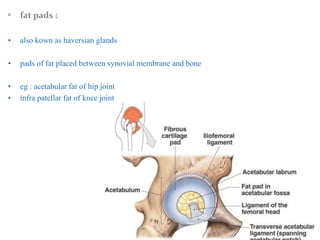 • fat pads :
• also kown as haversian glands
• pads of fat placed between synovial membrane and bone
• eg : acetabular fat of hip joint
• infra patellar fat of knee joint
 
