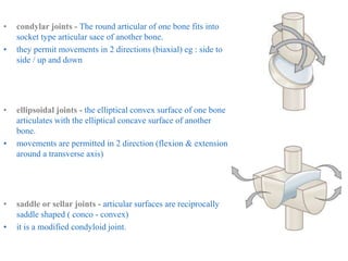 • condylar joints - The round articular of one bone fits into
socket type articular sace of another bone.
• they permit movements in 2 directions (biaxial) eg : side to
side / up and down
• ellipsoidal joints - the elliptical convex surface of one bone
articulates with the elliptical concave surface of another
bone.
• movements are permitted in 2 direction (flexion & extension
around a transverse axis)
• saddle or sellar joints - articular surfaces are reciprocally
saddle shaped ( conco - convex)
• it is a modified condyloid joint.
 