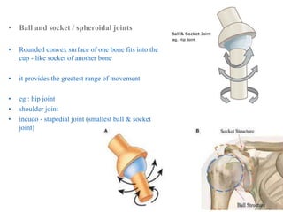 • Ball and socket / spheroidal joints
• Rounded convex surface of one bone fits into the
cup - like socket of another bone
• it provides the greatest range of movement
• eg : hip joint
• shoulder joint
• incudo - stapedial joint (smallest ball & socket
joint)
 