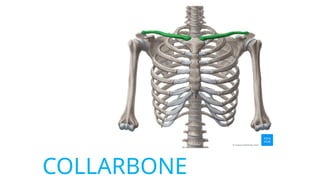 Collarnbone skeletalsystem4-180730135528888888888888888.pptx