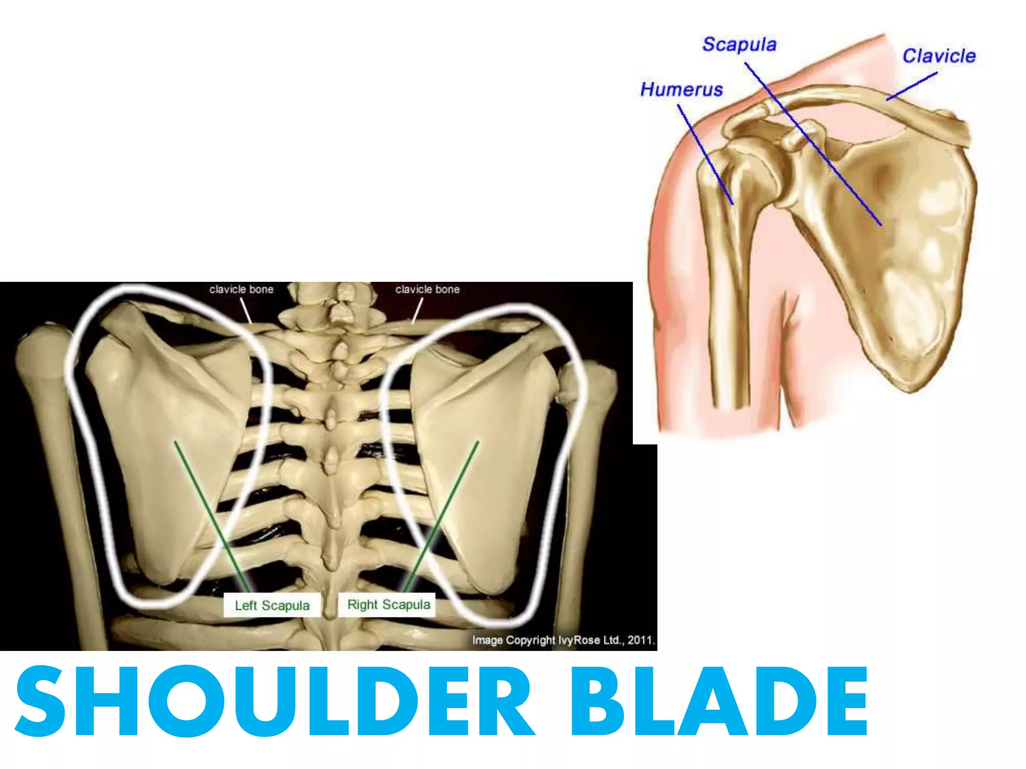 SHOULDER BLADE
 